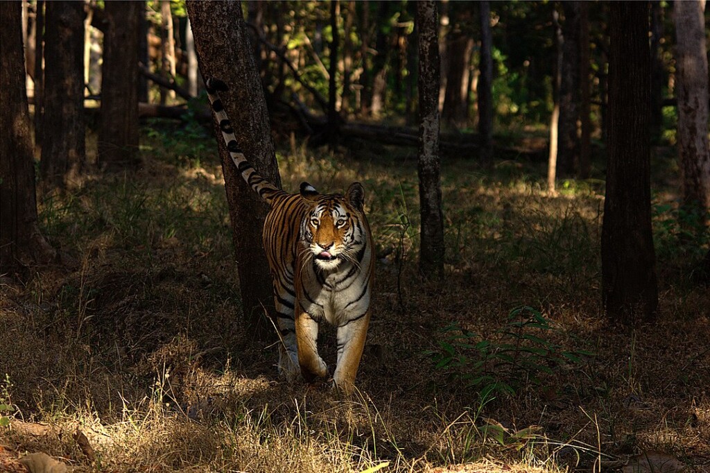 Tiger at Pench National Park