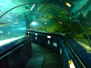 Aquarium_Tunnels,_Kelly_Tarlton_Aquarium