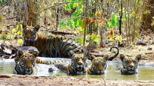 Tigers-at-Tadoba-National-Park