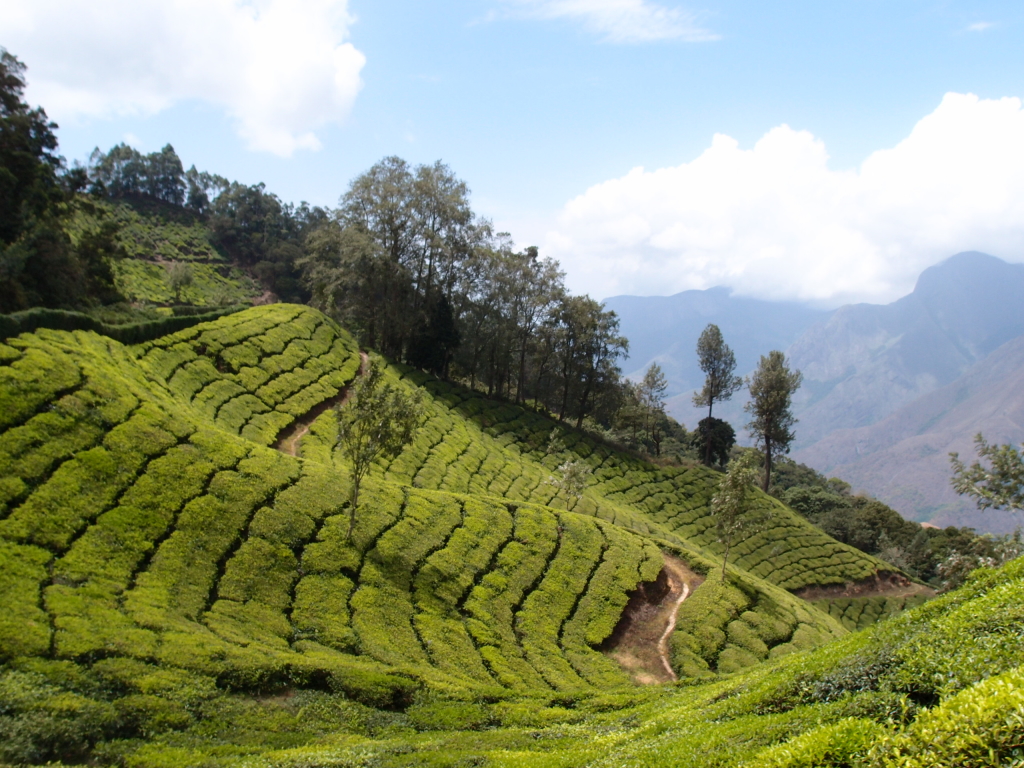 tea plantations around Top Station