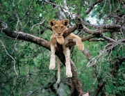 South Luangwa National Park Feature Image
