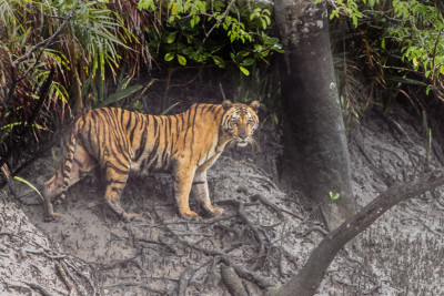 The Sundarbans