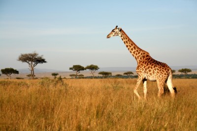 Must See Places in Nairobi