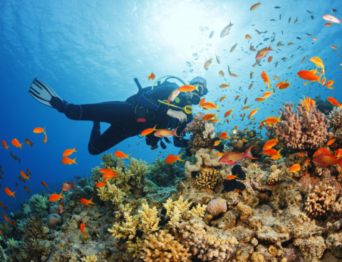 Best Diving Destinations in the World – Take the Plunge